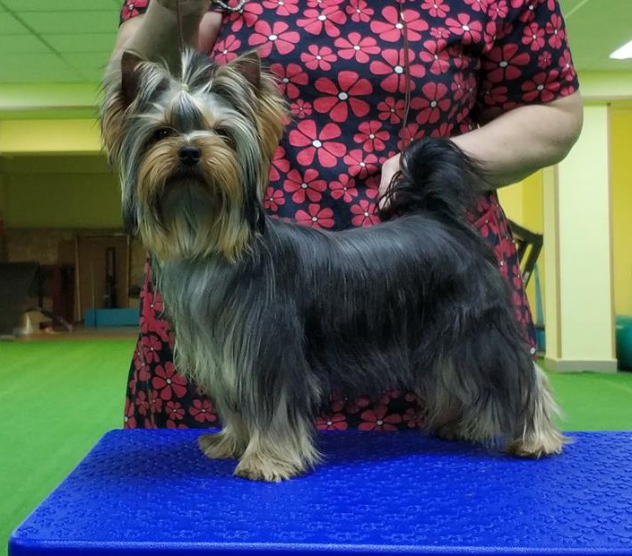 Lesanzh LESANZH ODINA DUSET DORAM &mdash; Labaza DogPedigree YorkshireTerrier